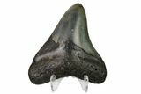 Bargain, Fossil Megalodon Tooth - North Carolina #152997-2